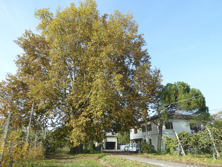 Platano di Via Lugo - Faenza (2)